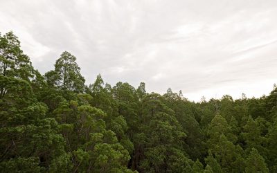Workshop Aromaöle: Körper entgiften und mobilisieren