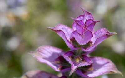 Aromaabend: Der essentielle Lebensstil