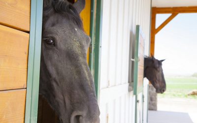 Ätherische Öle für Pferd und Reiter