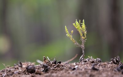 Starte in ein duftes Leben – mit einfachen Schritten zu Wohlbefinden, Sinn und Fülle