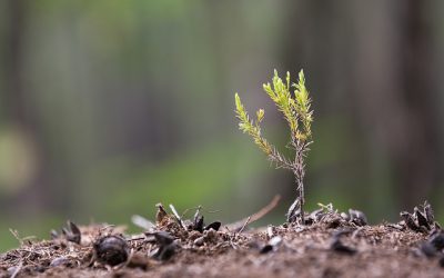 Duftes Leben: Mit einfachen Schritten zu natürlichem Wohlbefinden und Gesundheit