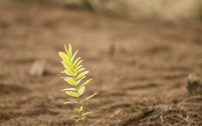 Innerer Frühjahrsputz – Fit und aktiv mit Pflanzenkraft