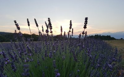 Seminar: Stress weg mit reiner Pflanzenkraft