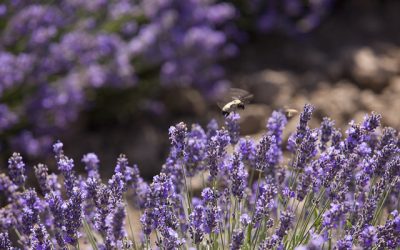 „Duftes Leben“: Starte mit ätherischen Ölen!