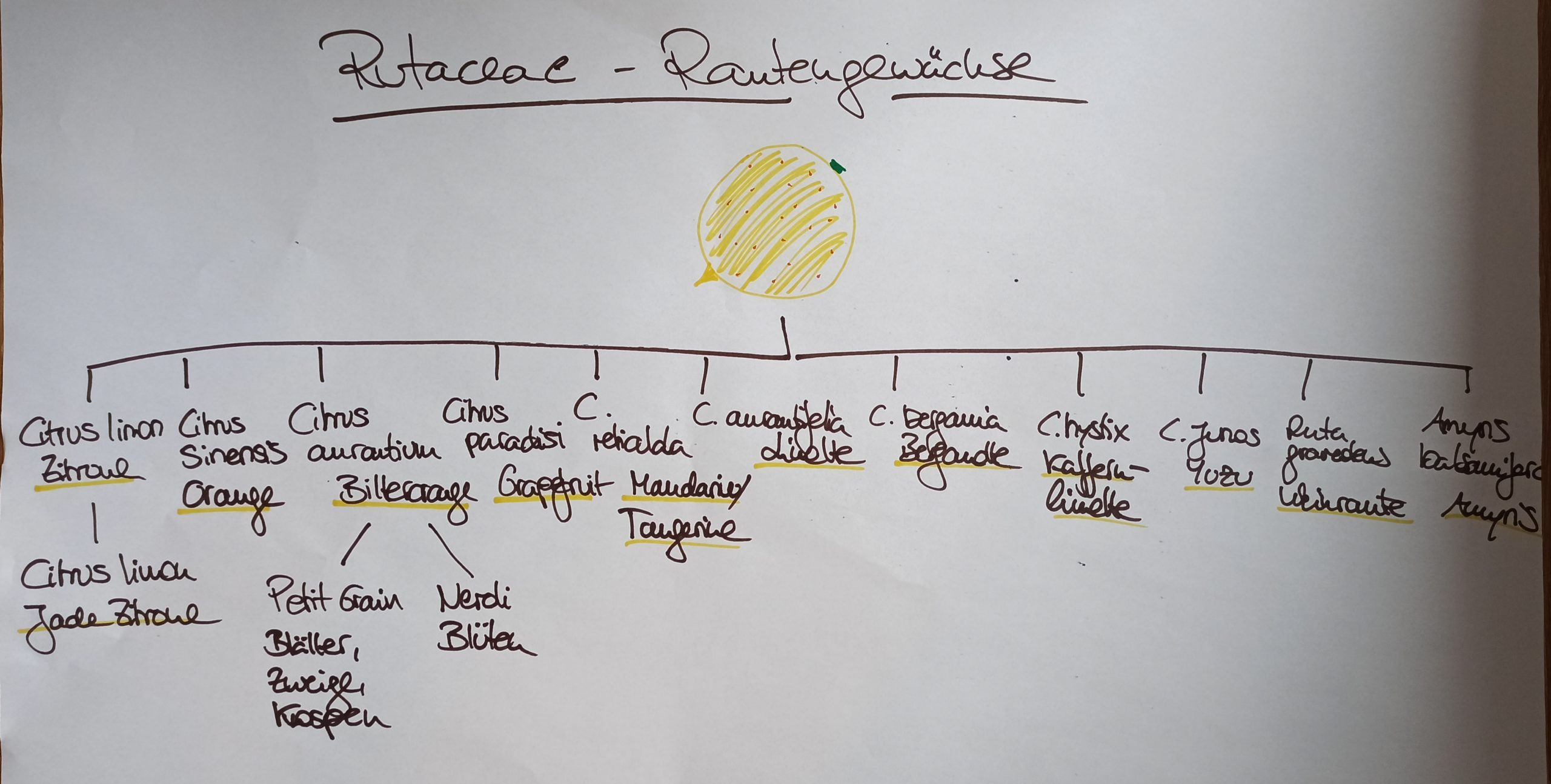 Rautengewächse ätherische Öle